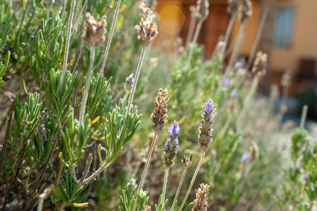Quinta Estrella Bed and Breakfast Valle de Guadalupe Εξωτερικό φωτογραφία